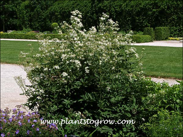 Ground Clematis (Clematis recta)
(June 27)